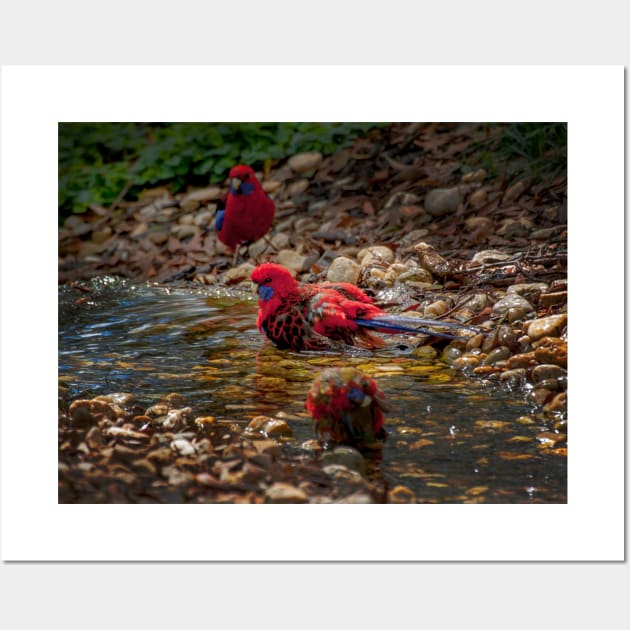 Crimson Rosella_3650A Wall Art by seadogprints